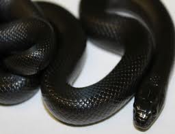 This is a Mexican Black King Snake.