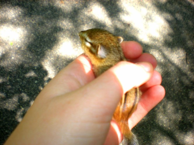 baby chipmunk