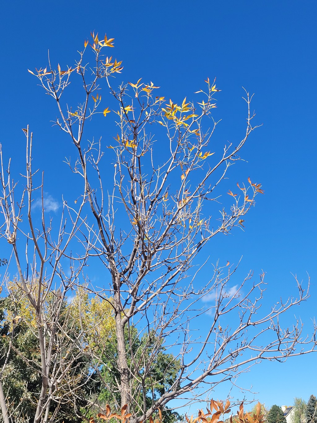 The Spiritual Truths about Trees: The Last Leaves to&nbsp;Fall