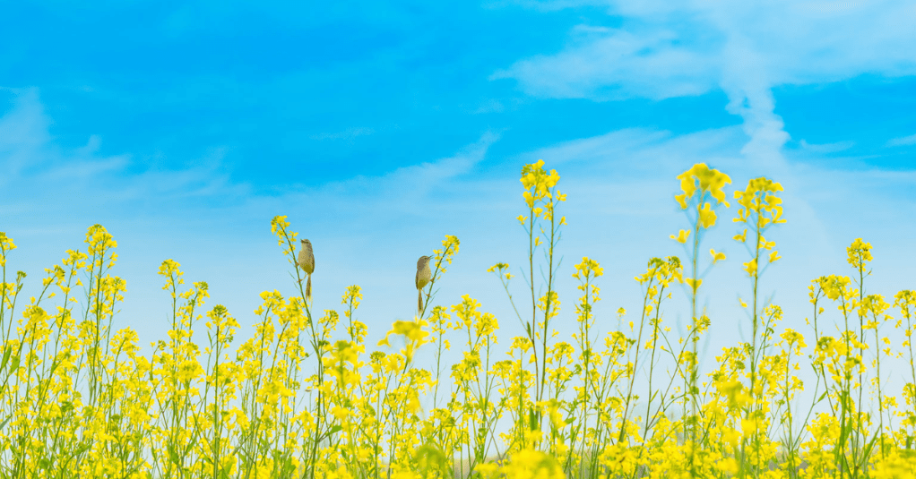 I am His and He is&nbsp;Mine