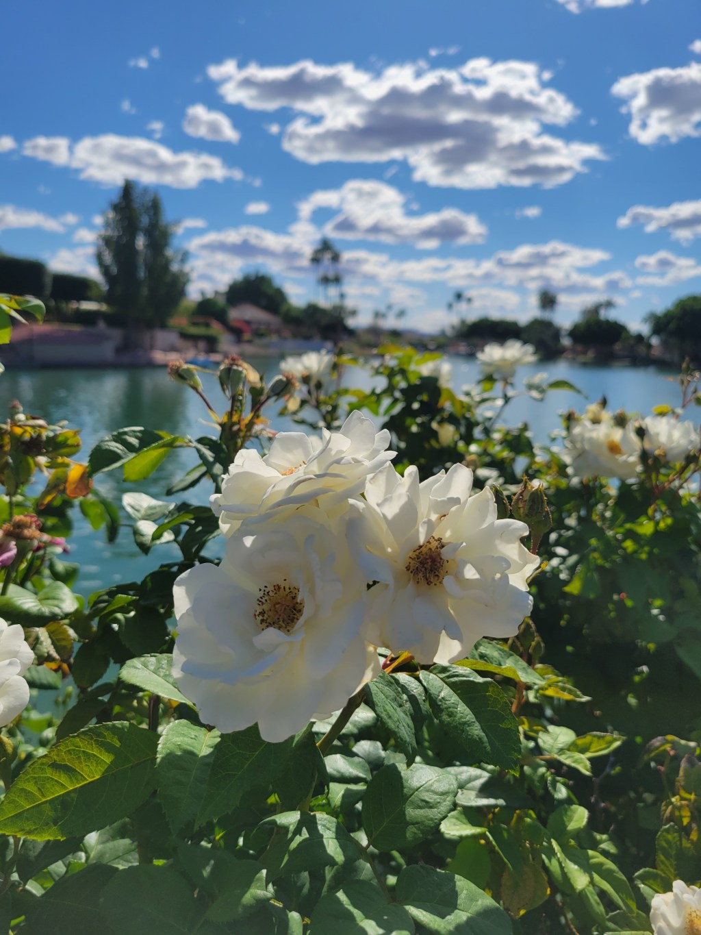 Consider the Flowers