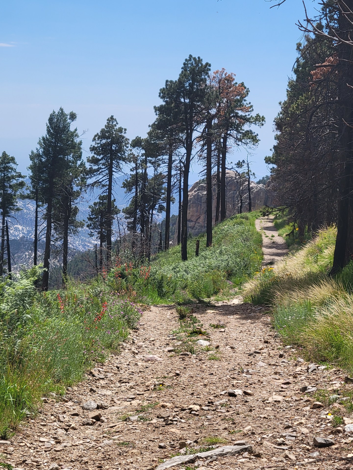 Narrow Path – Joyful Ruins