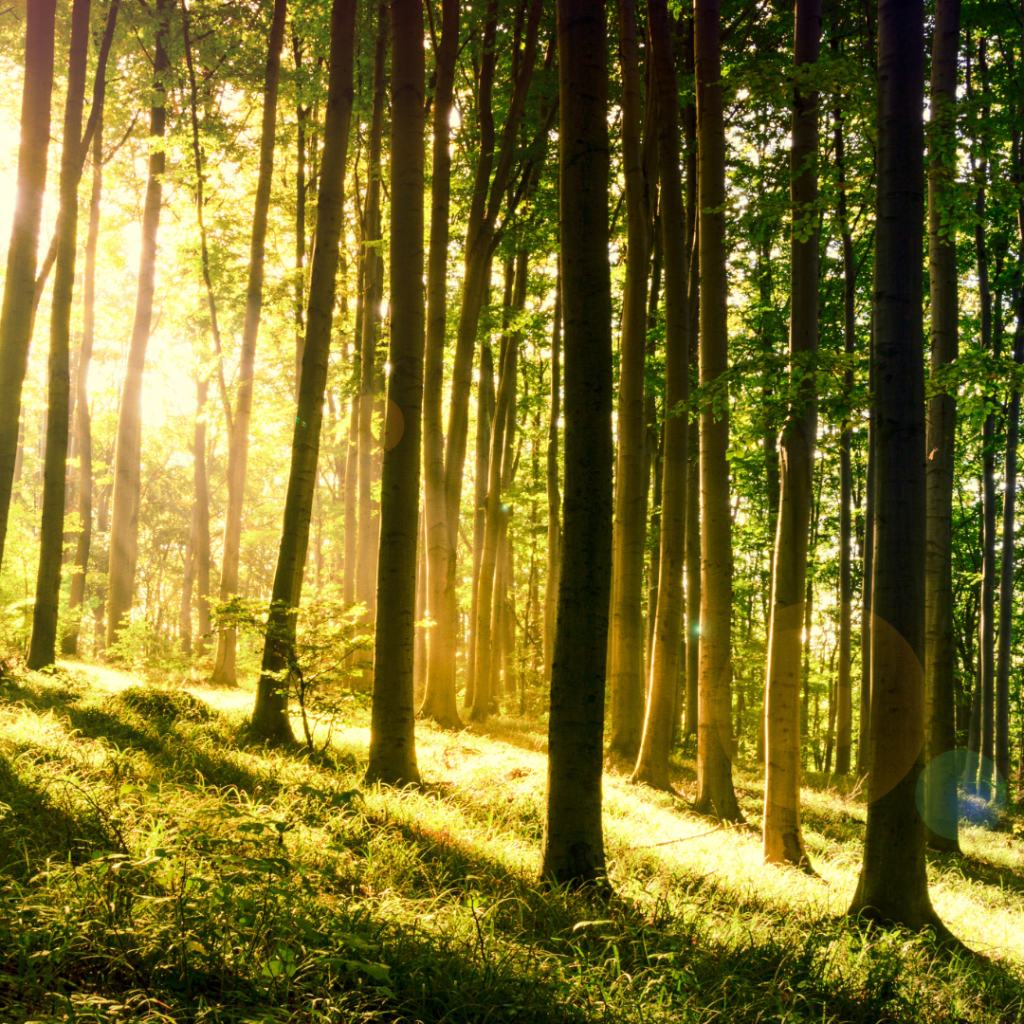 Stay in this Wilderness